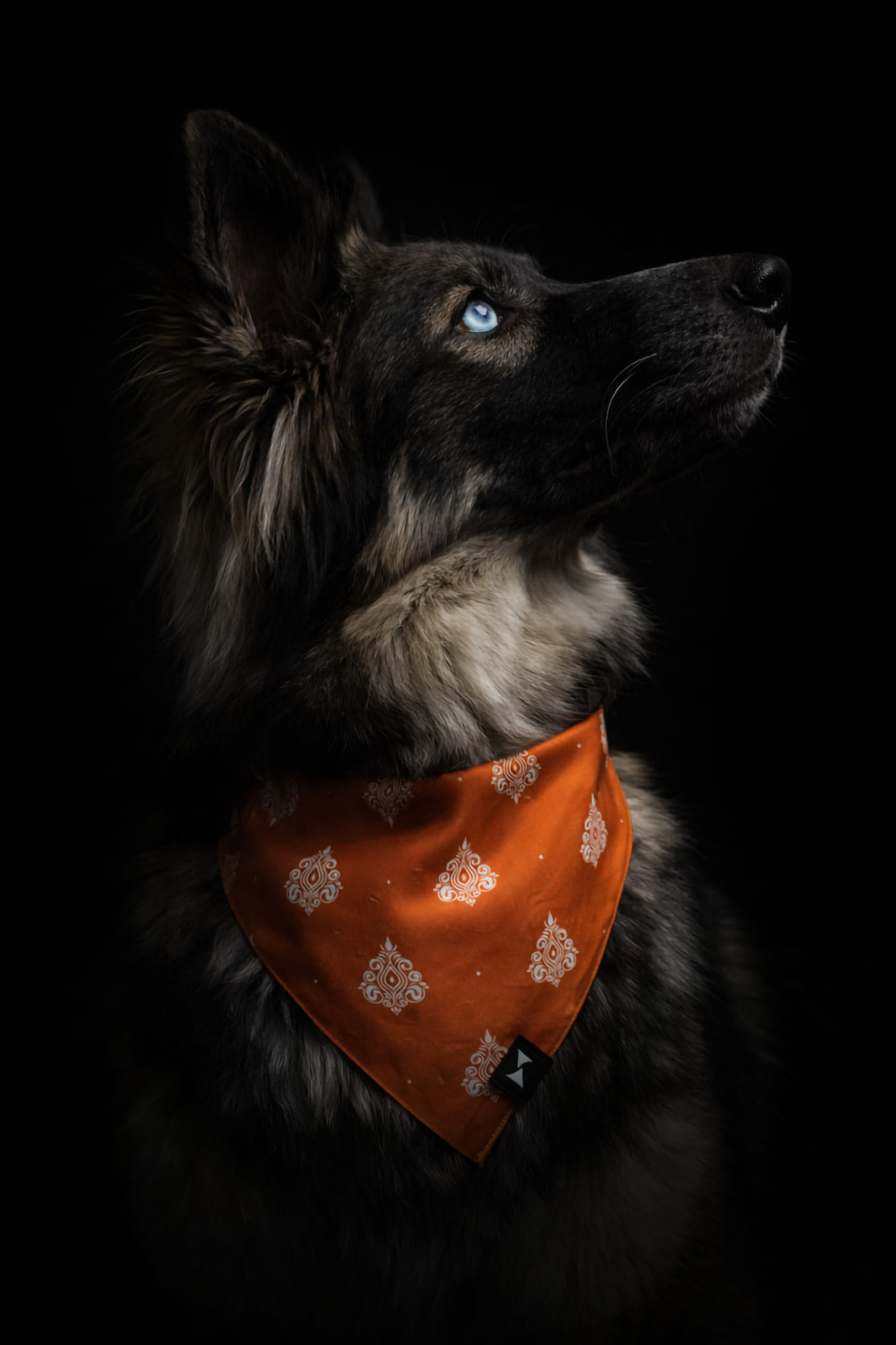 Terracotta Crest Dog Scarf, Limited Edition Cotton Bandana - Image 3